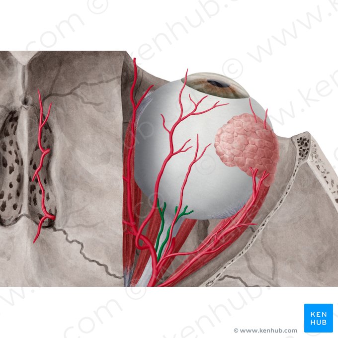 Artérias ciliares posteriores (Arteriae ciliares posteriores); Imagem: Yousun Koh
