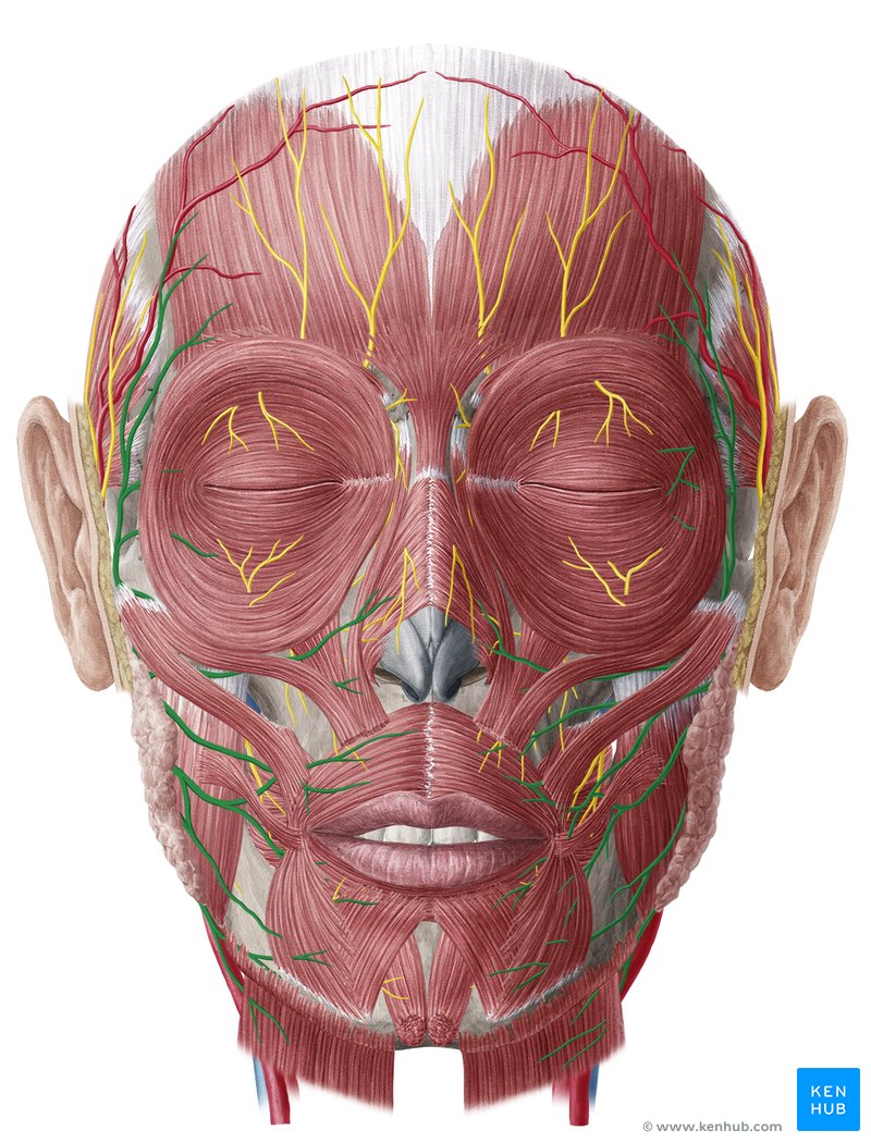 Nervo facial - vista anterior (verde)
