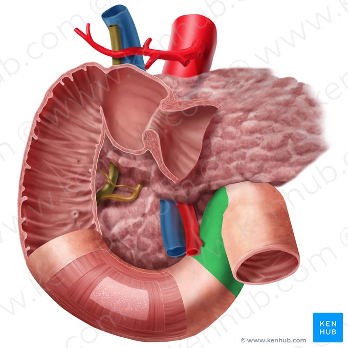 Ascending part of duodenum (Pars ascendens duodeni); Image: Begoña Rodriguez