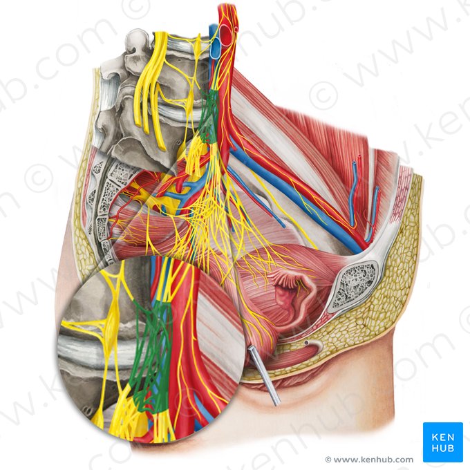 Plexo hipogástrico superior (Plexus hypogastricus superior); Imagem: Irina Münstermann