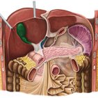 Gallbladder