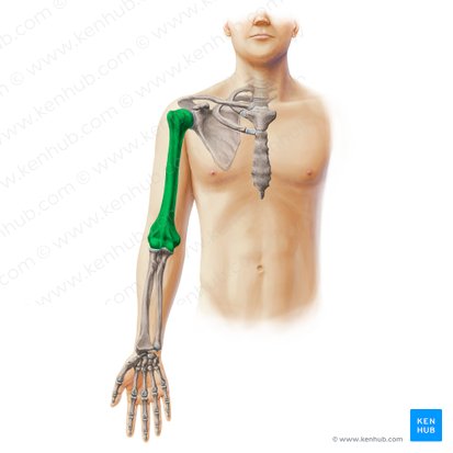 Húmero (Humerus); Imagen: Paul Kim