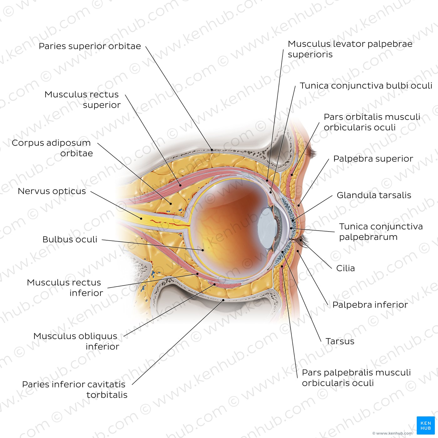 Sagittalschnitt durch das Auge