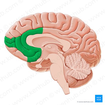 Corteza prefrontal ventromedial (Cortex prefrontalis ventromedialis); Imagen: Yousun Koh