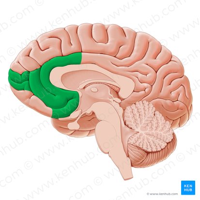 Corteza prefrontal ventromedial (Cortex prefrontalis ventromedialis); Imagen: Paul Kim