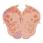 Medulla oblongata: Vagus nerve level