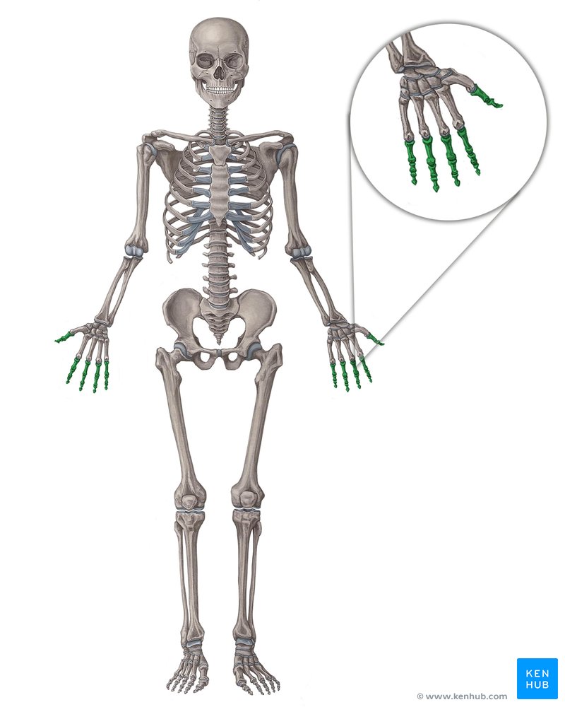 Phalanges of hand (Phalanges manus)