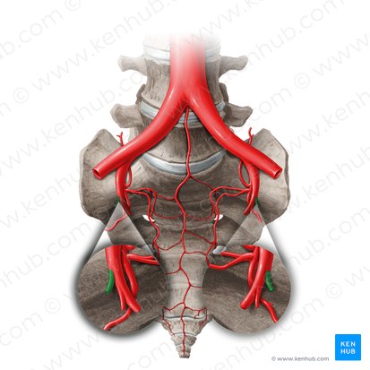 Umbilical artery (Arteria umbilicalis); Image: Liene Znotina