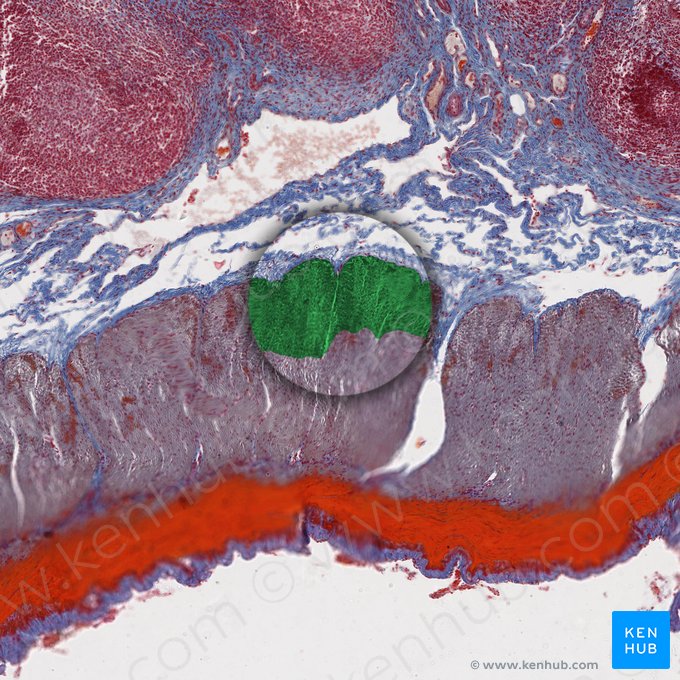 Capa circular interna de la túnica muscular (Stratum circulare internum tunicae muscularis); Imagen: 