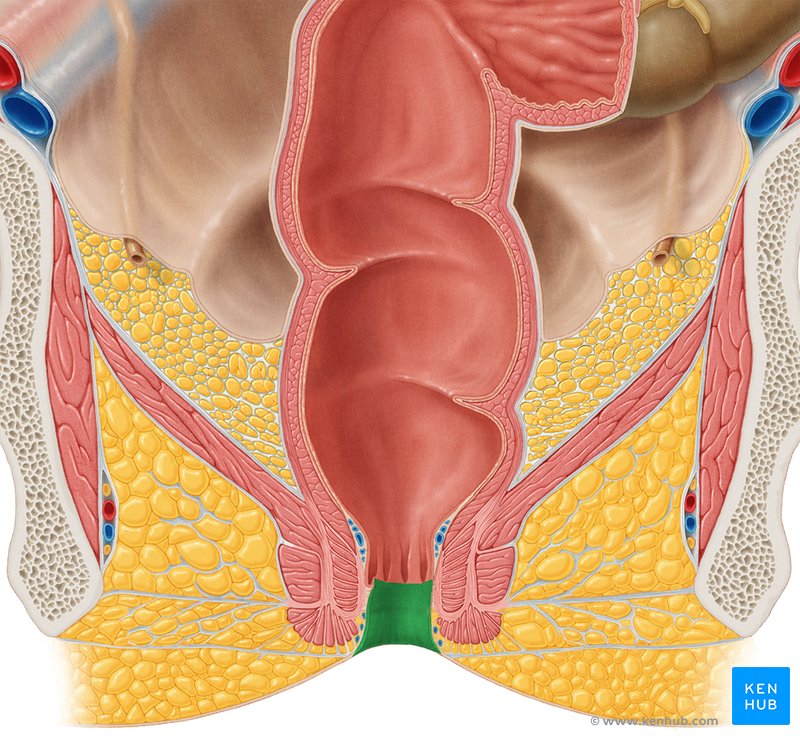 Canal anal - corte coronal