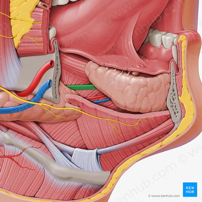 Submandibular duct (Ductus submandibularis); Image: Paul Kim