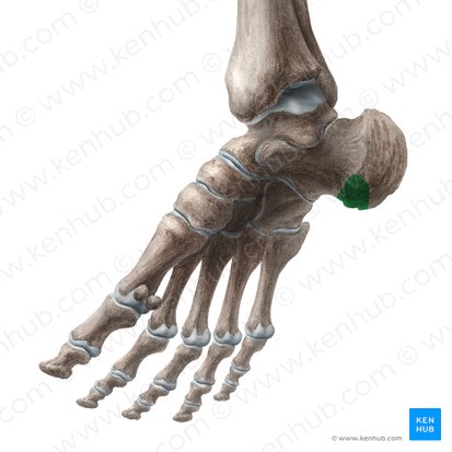 Proceso medial de la tuberosidad calcánea (Processus medialis tuberis calcanei); Imagen: Liene Znotina