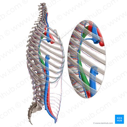 Aorta descendente torácica (Aorta thoracica descendens); Imagem: Paul Kim