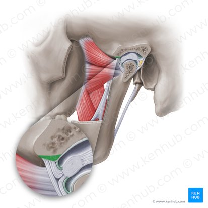 Tubérculo articular do osso temporal (Tuberculum articulare ossis temporalis); Imagem: Paul Kim