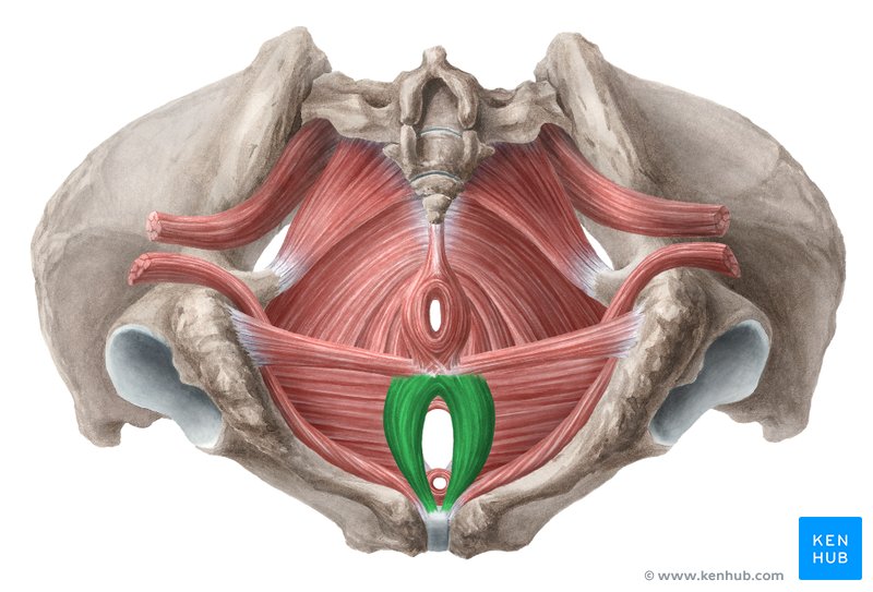 Bulbospongiosus muscle (Musculus bulbospongiosus)