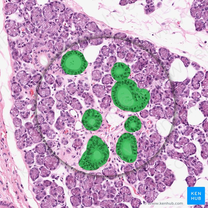 Striated duct (Ductus striatus); Image: 