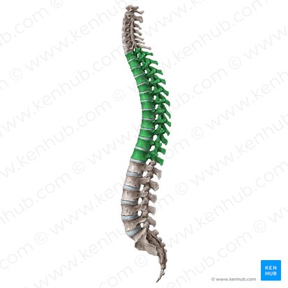 Thoracic vertebrae (Vertebrae thoracicae); Image: Liene Znotina
