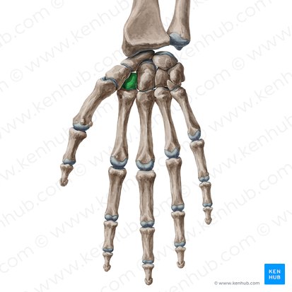 Hueso trapezoide (Os trapezoideum); Imagen: Yousun Koh