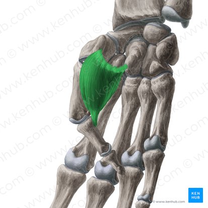 Flexor pollicis brevis muscle (Musculus flexor pollicis brevis); Image: Yousun Koh