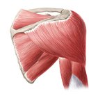 Muscles du bras et de l’épaule