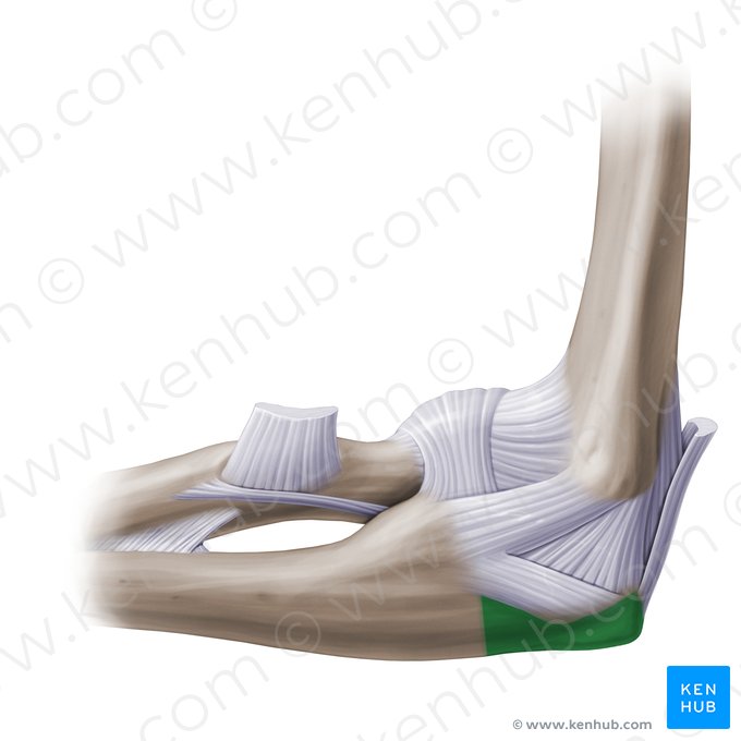 Olécrano da ulna (Olecranon ulnae); Imagem: Paul Kim