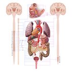 Autonomic nervous system