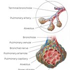 Alveoli