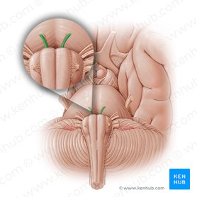 Abducens nerve (Nervus abducens); Image: Paul Kim