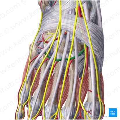 Arcuate artery (Arteria arcuata); Image: Liene Znotina