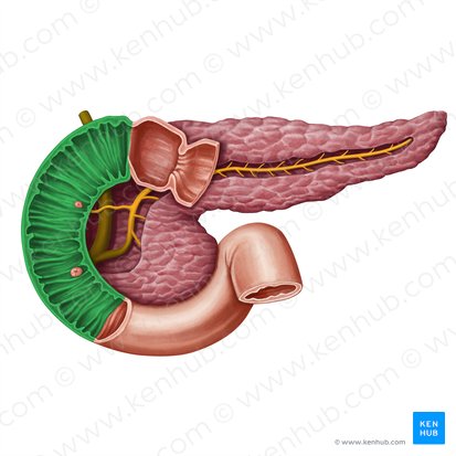 Descending part of duodenum (Pars descendens duodeni); Image: Irina Münstermann