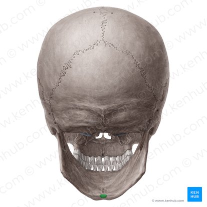 Spina mentalis inferior mandibulae (Unterer Kinnstachel des Unterkieferknochens); Bild: Yousun Koh
