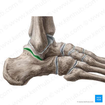 Articulation subtalaire (Articulatio subtalaris); Image : Liene Znotina
