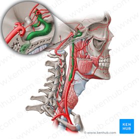 Internal carotid artery (Arteria carotis interna); Image: Paul Kim