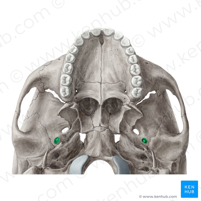 Foramen spinosum; Image: Yousun Koh