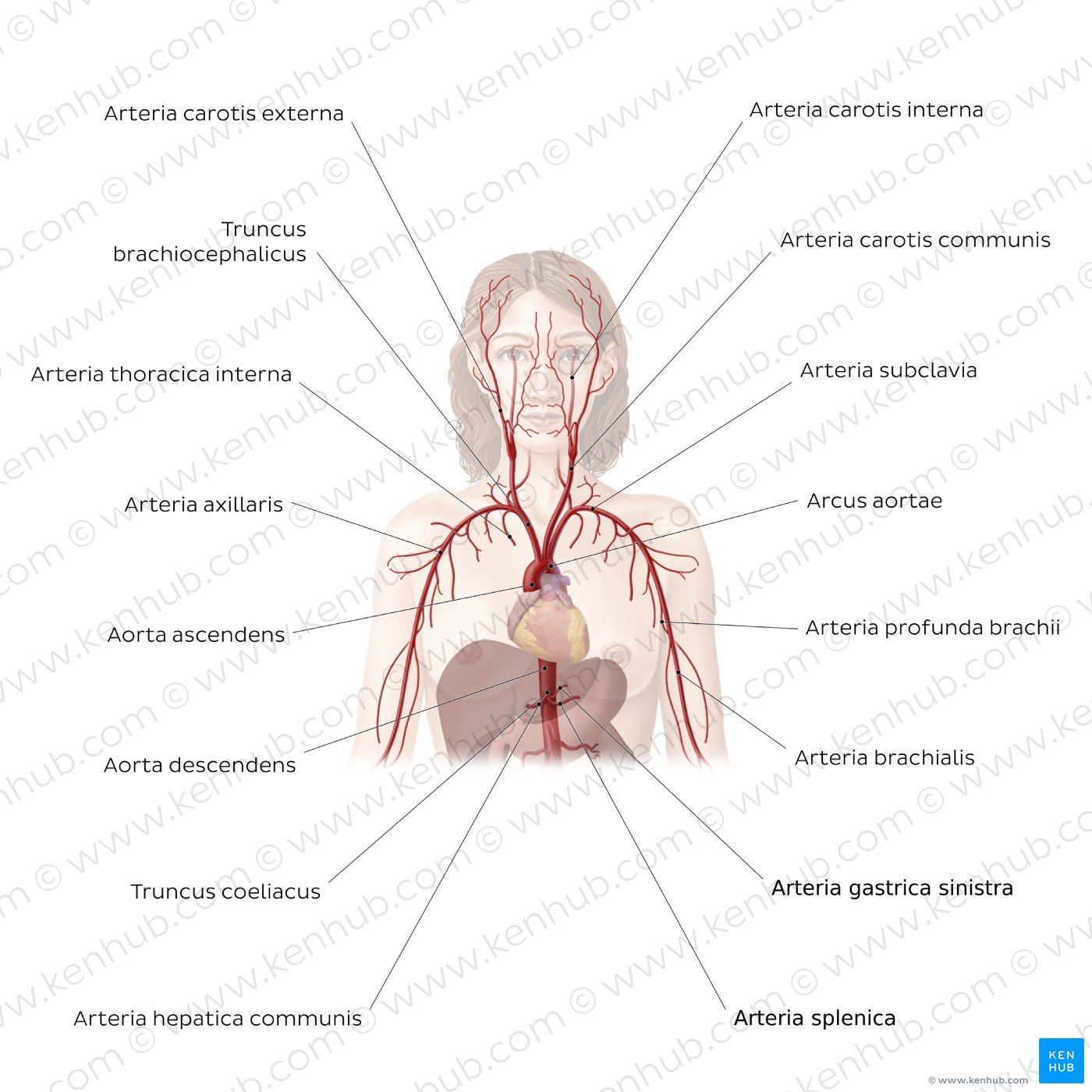 Arterien der oberen Rumpfes