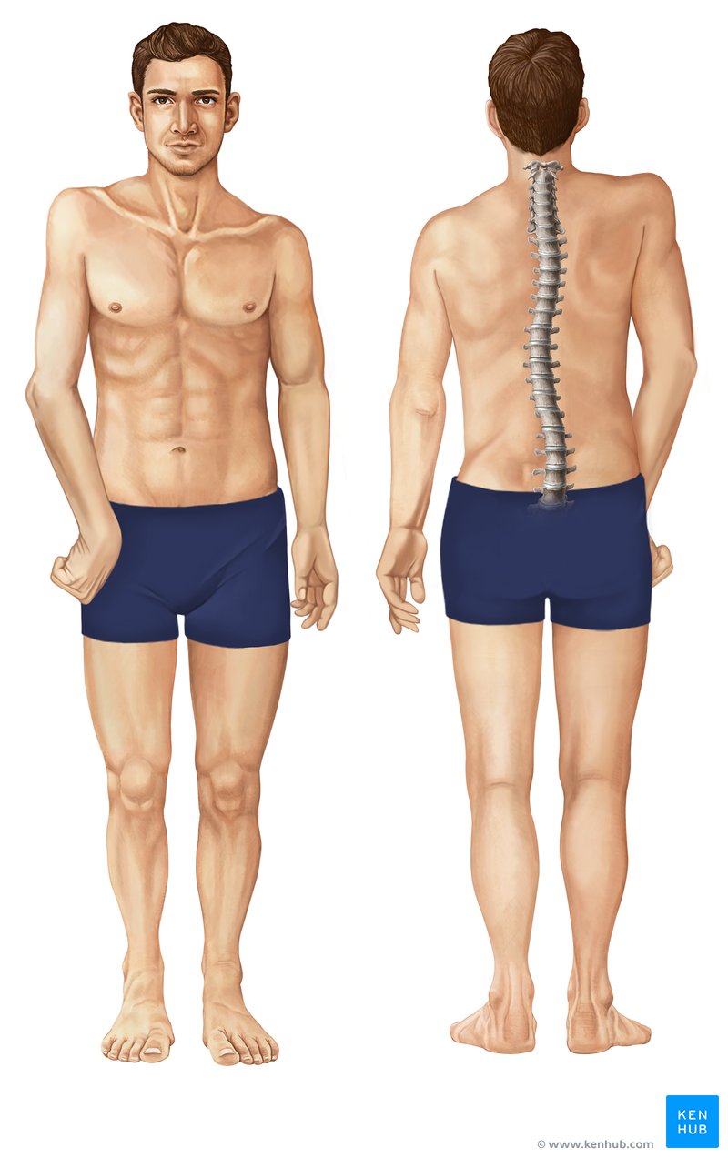 Erb's palsy characteristics