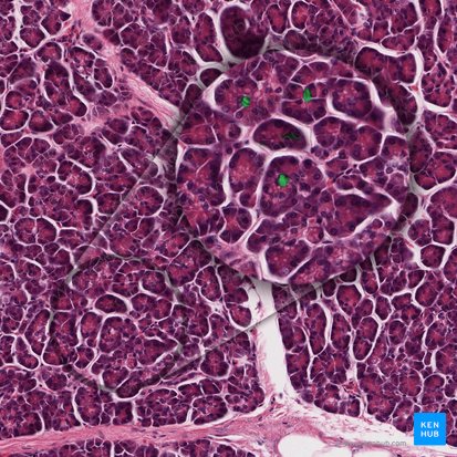 Histología del páncreas: Partes exocrinas y endocrinas | Kenhub