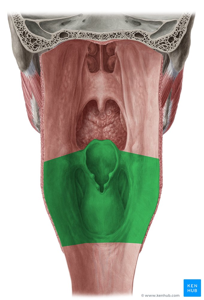 Laryngopharynx (green) - dorsal view