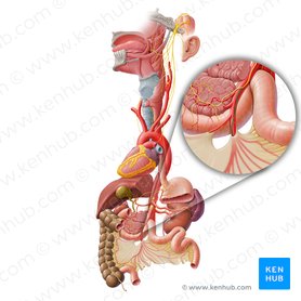 Ramo intestinal del nervio vago (Ramus intestinalis nervi vagi); Imagen: Paul Kim