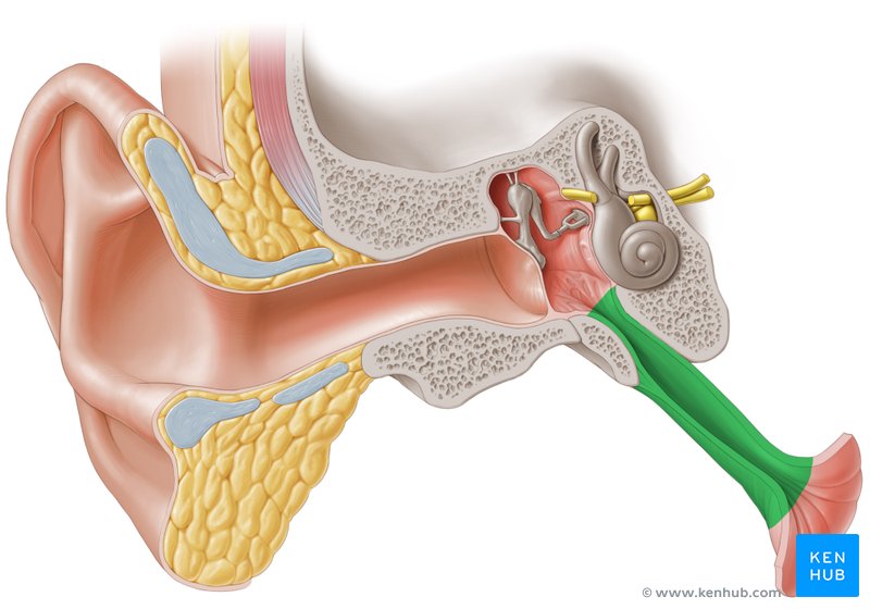 Eustachian tube (or pharyngotympanic or auditory tube)