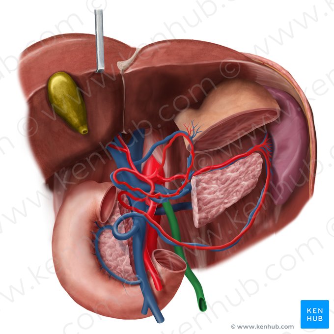 Inferior mesenteric vein (Vena mesenterica inferior); Image: Begoña Rodriguez