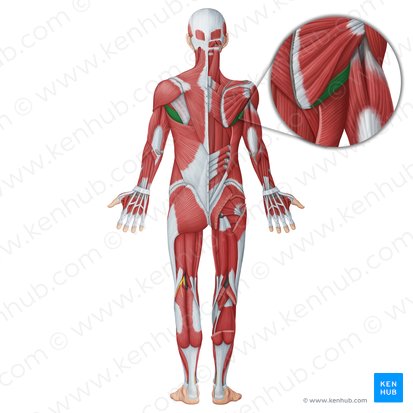 Teres major muscle (Musculus teres major); Image: Irina Münstermann