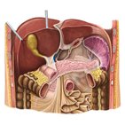 Visión general del hígado