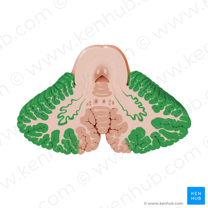 Lateral zone of cerebellum (Zona lateralis cerebelli); Image: Paul Kim