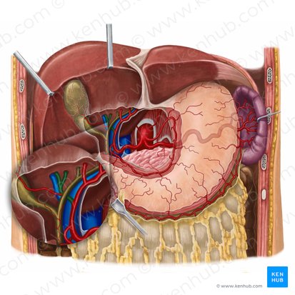 Ramo direito da artéria hepática própria (Arteria hepatica dextra); Imagem: Irina Münstermann