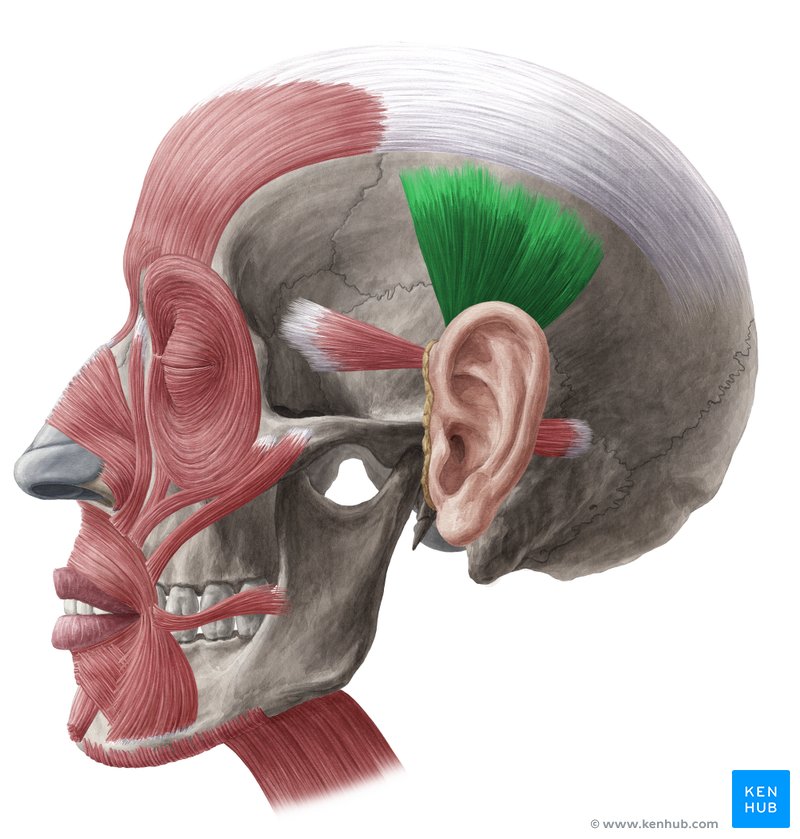 Musculus кист