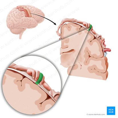 Motor cortex of middle finger (Cortex motorius digiti medii manus); Image: Paul Kim