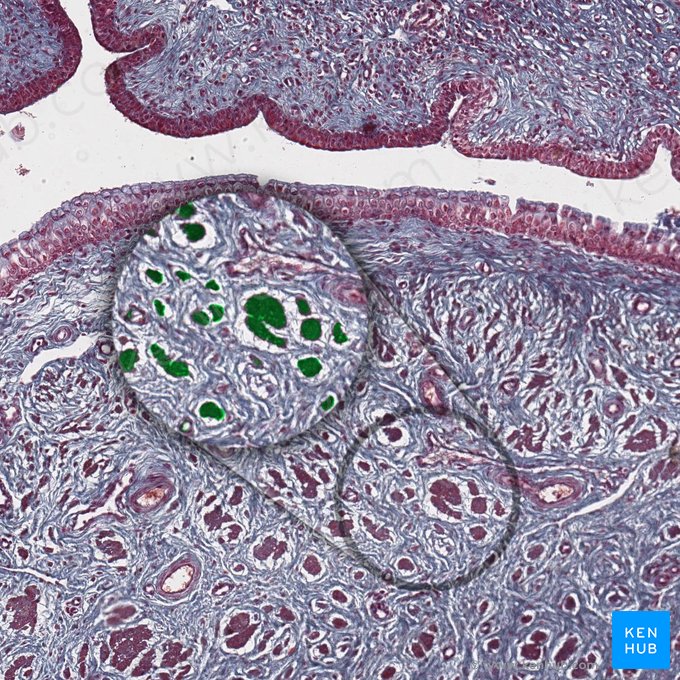 Plexo venoso coronal (Plexus venosus coronalis); Imagem: 