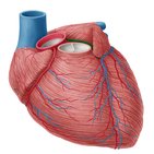 Left coronary artery