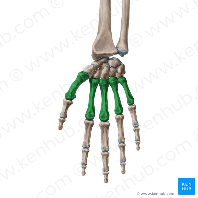 Osso metacarpal (Ossa metacarpi); Imagem: Yousun Koh